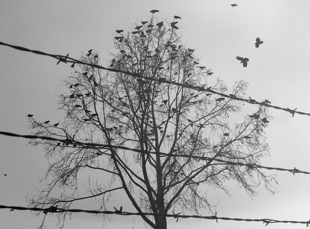 Speechless - A Poem by Travis Knight