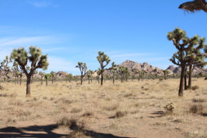 Knight Writes | A Journey into Joshua Tree National Park - photo: Camila Pereira