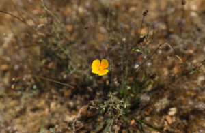 Backpacking Blog: Above Andrew Molera State Beach - Big Surphoto: Camila Pereira