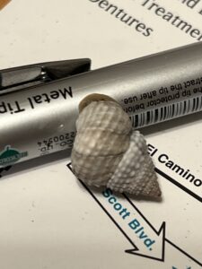 Short Story by Travis Knight: Gary the Bahamian Snail