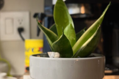 Gary the Bahamian Snail